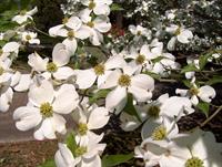 dogwood