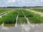 rice plots