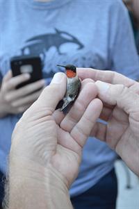 holding a hummingbird