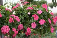 Hanging Baskets