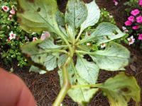 downy mildew on impatient