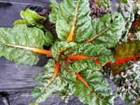 Swiss chard