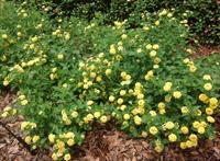 Chapel Hill Yellow lantana