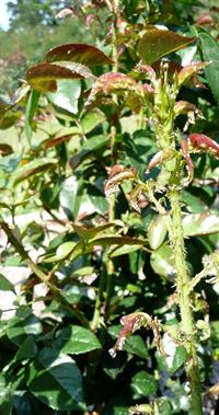 bugs on roses