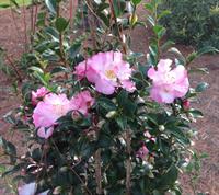 October Magic camellia