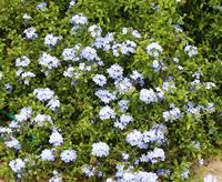 plumbago