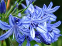 agapanthus