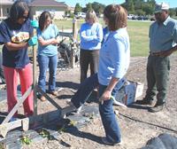 Planting strawberries