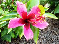 fiji Island hibiscus