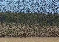 blackbird horde