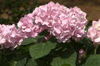 Penny Mac Hydrangea