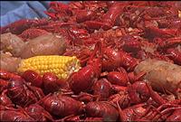 Crawfish