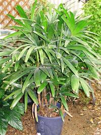 lady palm in pot