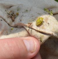 redbanded stink bug