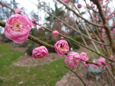 japanese flowering apricot tree