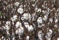 Cotton Crop