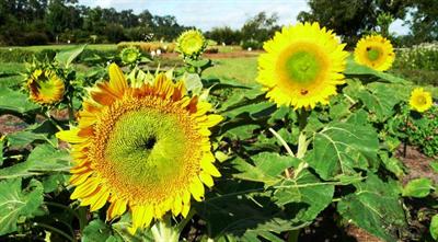 sunflowers