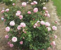belinda's dream rose