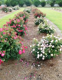 mulched rose bed