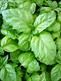 lettuce leaf basil