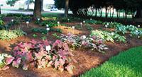 caladiums in shade