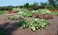 caladiums in sun