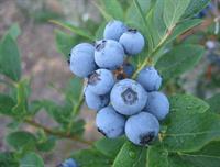 rabbiteye blueberry