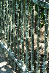 lichens on iron fence