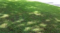 thin lawn in shade