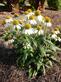 Pow Wow White coneflower