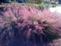 muhly grass