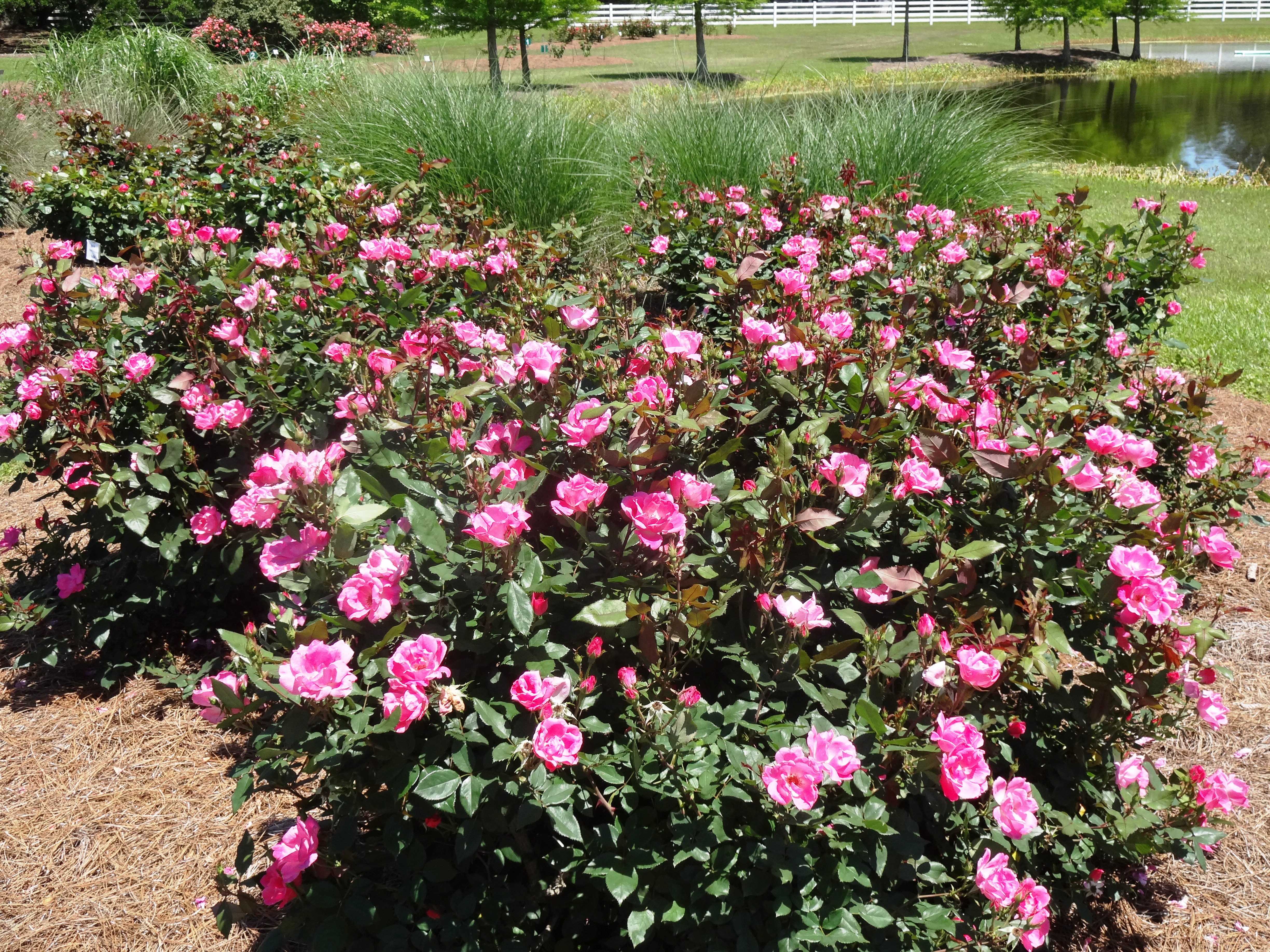 Rose Plant In Summers, Rose Flower, Maximum Flower