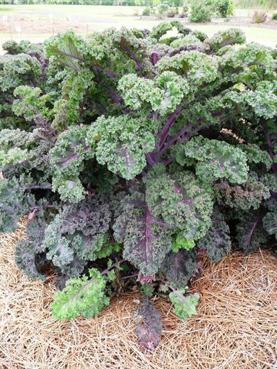 redbor ornamental kale