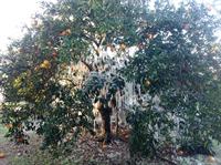 frozen citrus tree