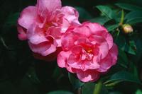 ShiShi Gashira camellia