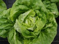 semi-heading lettuce