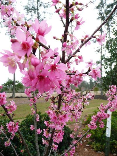 flowering cherry blossoms
