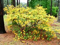 native azalea