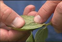 Plant Diseases