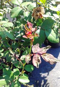 chilli thrips rose damage