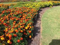 fall marigold bed