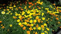 flats of marigolds