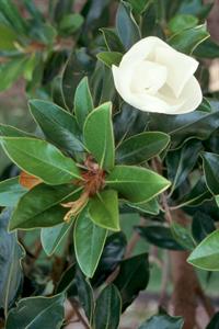 Little Gem magnoliz