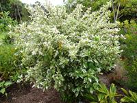 Snow Queen hibiscus