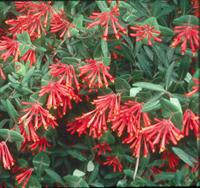 coral honeysuckle