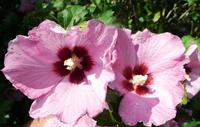 aphrodite althea flowers