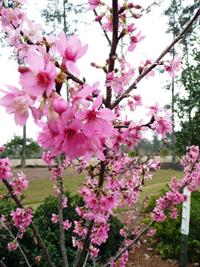 flowering cherry