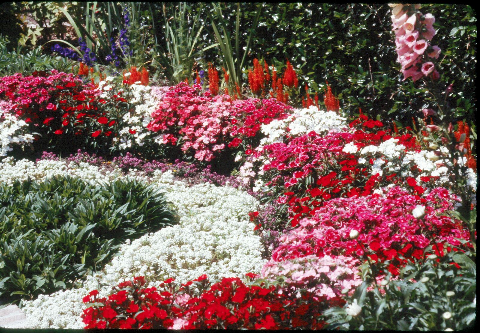 Add Fragrance To Your Cool Season Flower Beds Lsu Agcenter