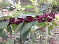 Woodlanders Burgundy beautyberry