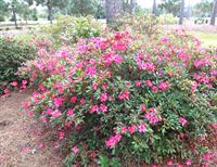 azaleas in bloom